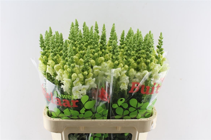 <h4>Antirrhinum Nl. Potomac Ivory White</h4>