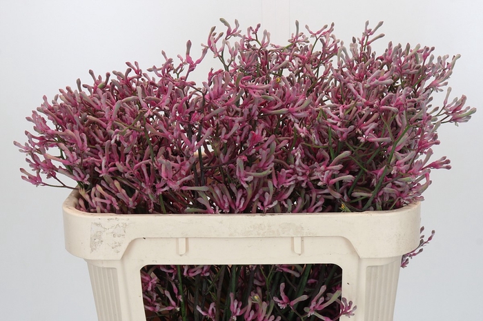 <h4>Anigozanthos Pink Joey</h4>