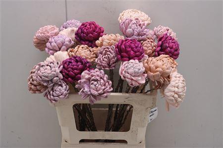 <h4>Shola Chrys Mix</h4>