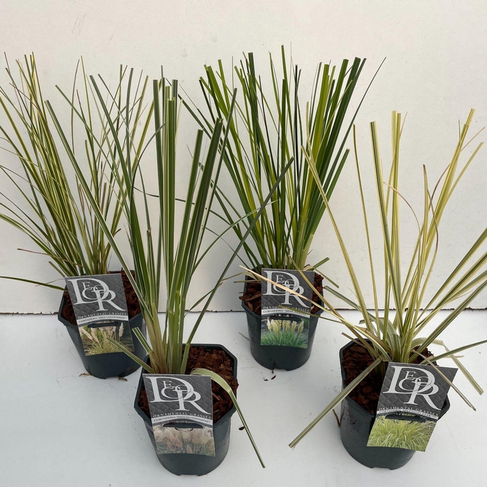 <h4>Graminées Cortaderia Mini Pampas divers</h4>