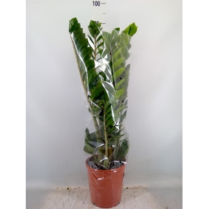 Zamioculcas zamiifolia