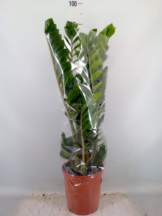 <h4>Zamioculcas zamiifolia</h4>