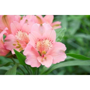 Alstromeria Pink Perfection