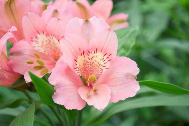 <h4>Alstromeria Pink Perfection</h4>