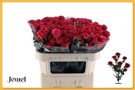 <h4>R Tr Carrie</h4>