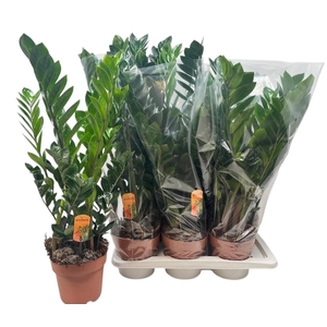 ZAMIO ZAMIIFOLIA