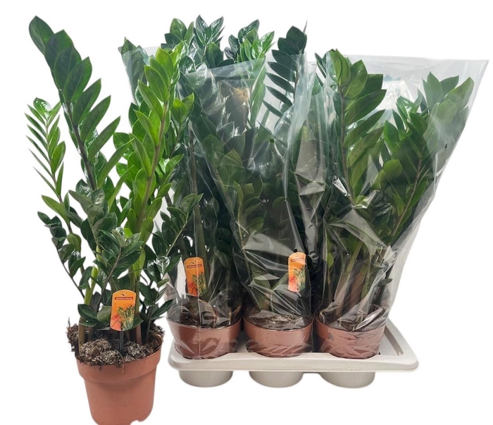 <h4>ZAMIO ZAMIIFOLIA</h4>