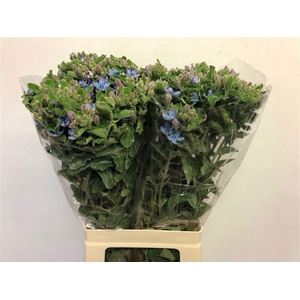 Oxy Co Tan Pure Blue