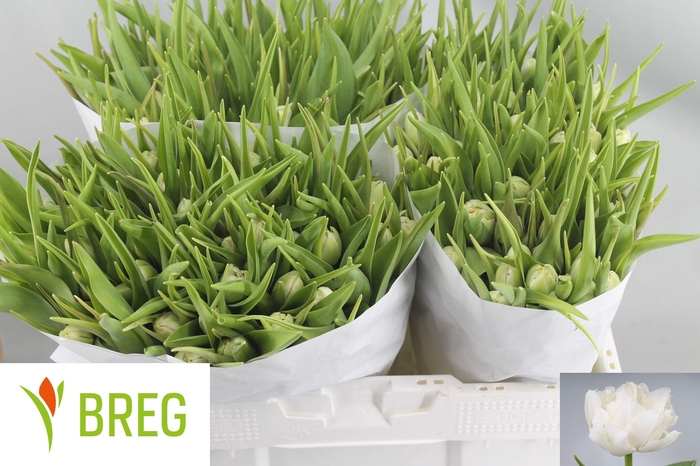 <h4>TU DU NORTHCAP</h4>