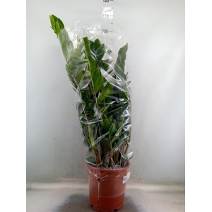 Zamioculcas zamiifolia