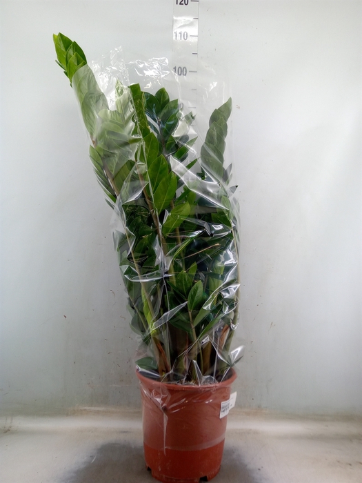 <h4>Zamioculcas zamiifolia</h4>