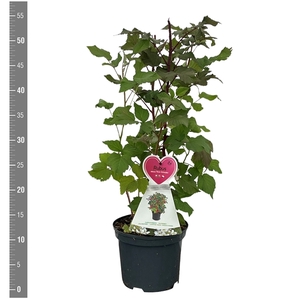 Rubus i. 'Rote Schwedin' (dwergframboos) 3 Liter