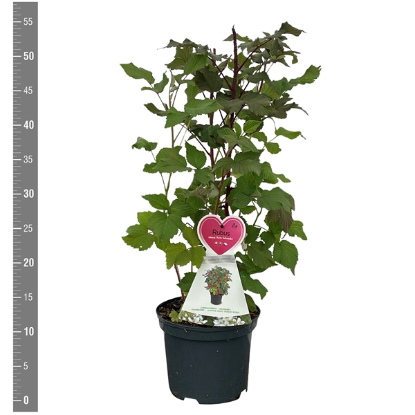 <h4>Rubus i. 'Rote Schwedin' (dwergframboos) 3 Liter</h4>