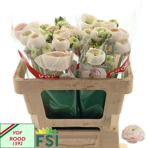 RANUNCULUS  'SUCCESS HANOI' 125GR