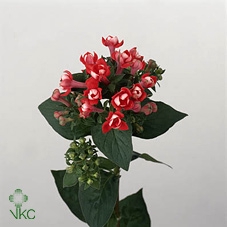 Deluxe Boeket 5 bloem Lime Hoes 6