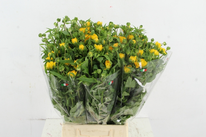 <h4>RAN MODERNA PROXIMA</h4>