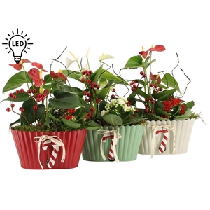 61826: X-mas arrangement