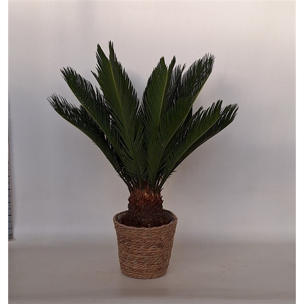 <h4>Cycas in mand Ella</h4>