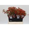 Rozenbottel Autumn Rosefruits