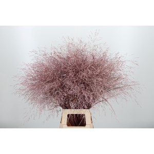 Panicum Kl Bh Roze Goud