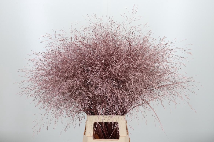 <h4>Panicum Kl Bh Roze Goud</h4>