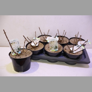 Hydr Paniculata Silver Dollar