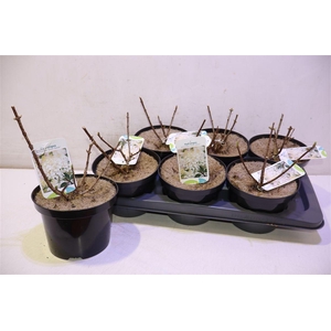 Hydr Paniculata Silver Dollar