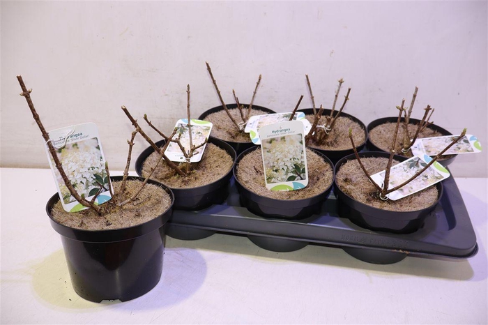 <h4>arr8 Hydr Paniculata Silver Dollar</h4>