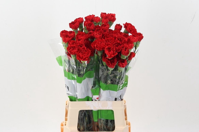 <h4>Di St Red Soho</h4>