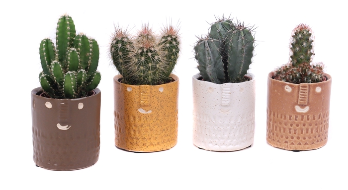 <h4>Cactus Gemengd Keramiek Zamora</h4>