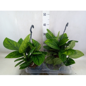 Epipremnum pinn. 'Marble Planet'
