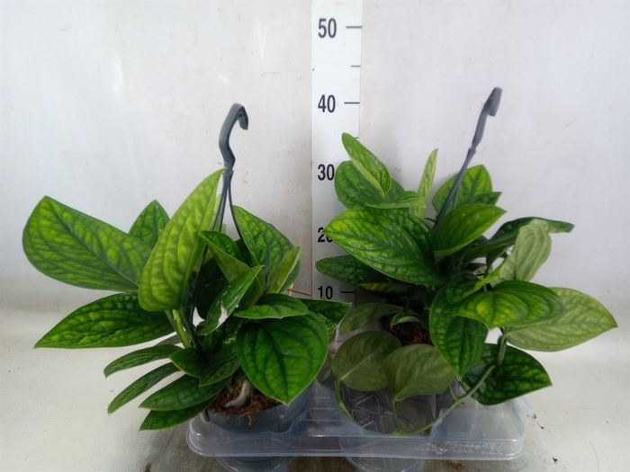 <h4>Epipremnum pinn. 'Marble Planet'</h4>