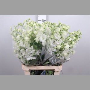 Delph Du Centu White
