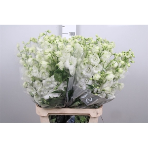 Delph Du Centu White