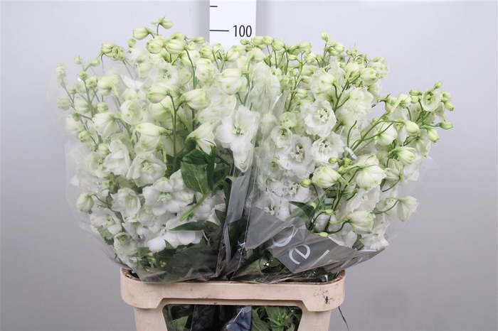 <h4>Delph Du Centu White</h4>