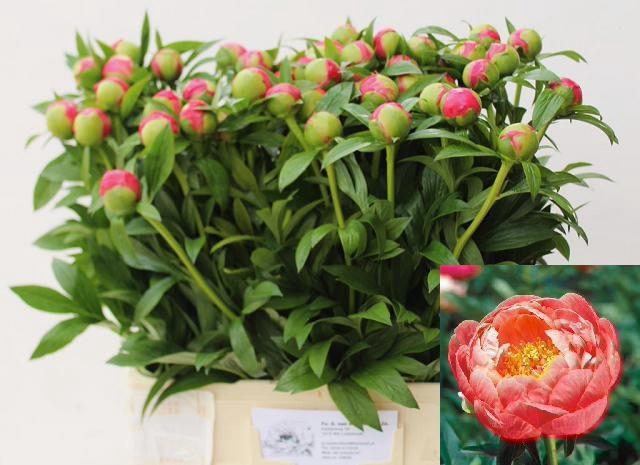 <h4>PAEO  CORAL CHARM</h4>