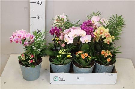 <h4>Arr Kamerpl Bloei</h4>