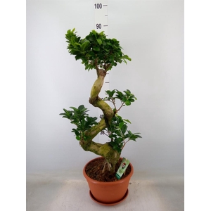 Ficus microcarpa 'Ginseng'