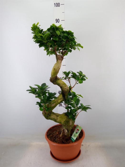 <h4>Ficus microcarpa 'Ginseng'</h4>