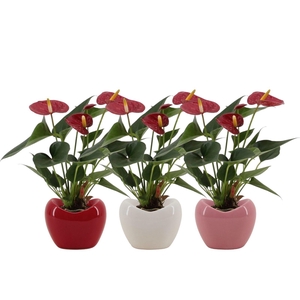Anthurium 7 cm Diamond Red in Paris ceramics mix
