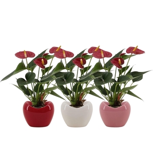 Anthurium 7 cm Diamond Red in Paris ceramics mix
