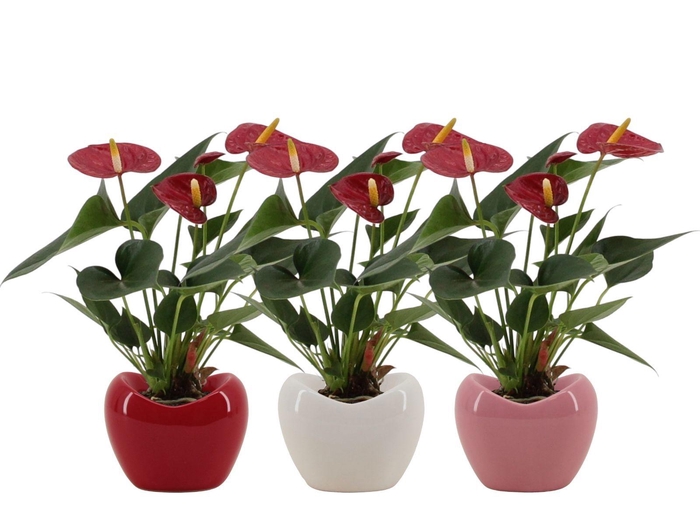 <h4>Anthurium 7 cm Diamond Red in Paris ceramics mix</h4>