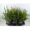 Erysimum linifolium