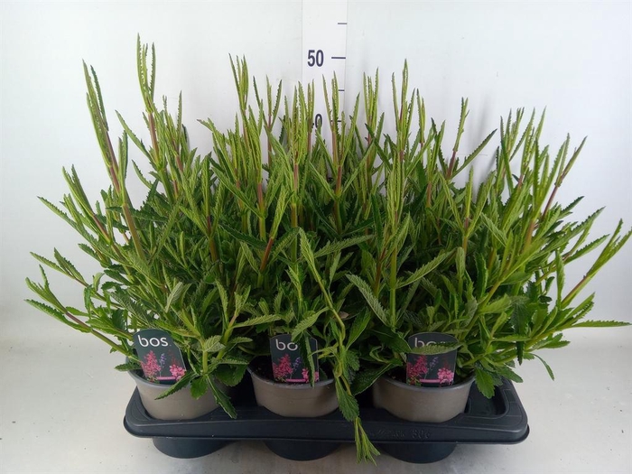Erysimum linifolium