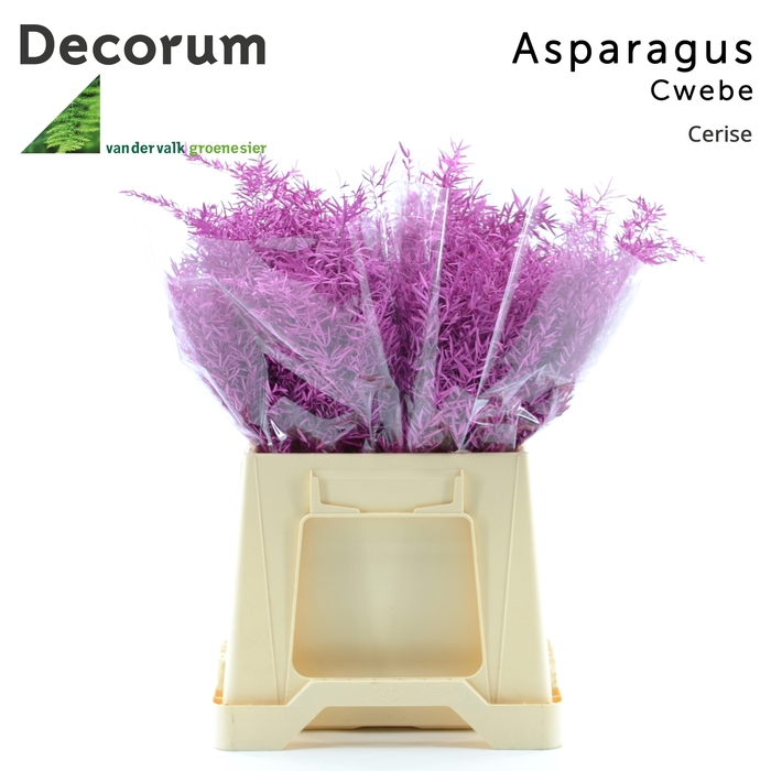 <h4>ASP DE CWEBE KLB  H%</h4>