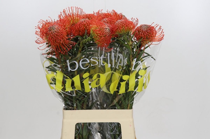 <h4>Nutans Succession</h4>