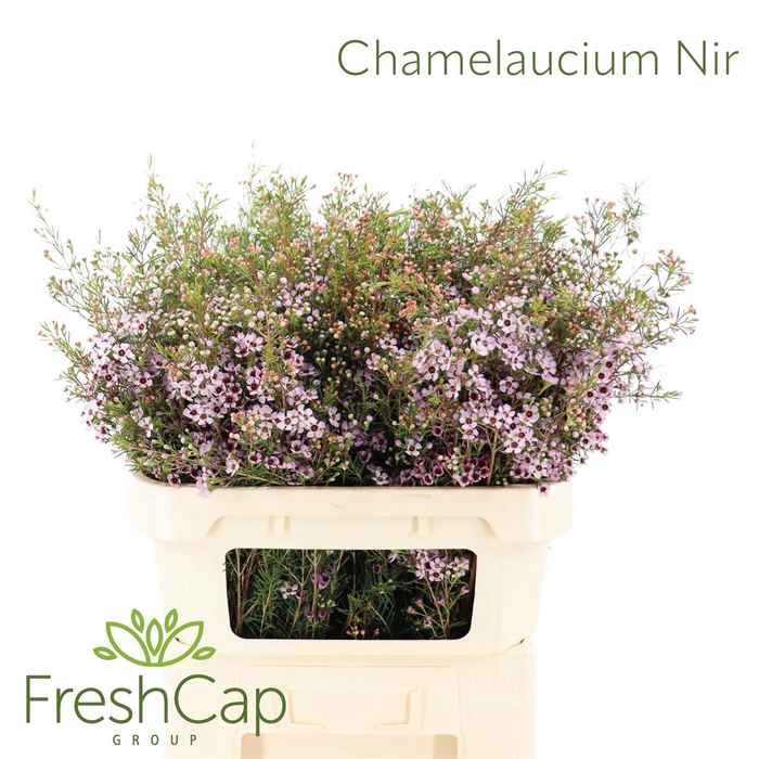 Chamelaucium Nir