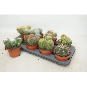CACTUS GEM