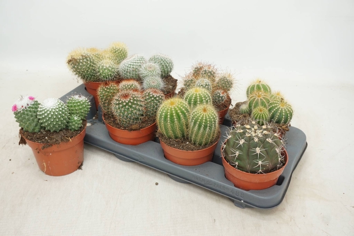 <h4>CACTUS GEM</h4>