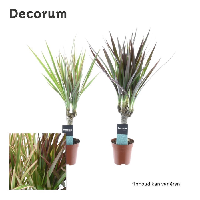 <h4>Dracaena marginata</h4>